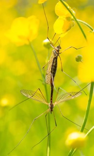 Mosquitoes (Tipulidae) mating on buttercup (Ranunculus)
