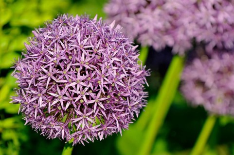 Persian Onion or Star of Persia (Allium cristophii)