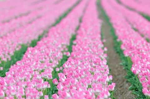 Tulip cultivation