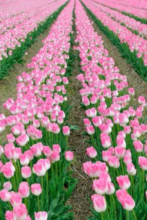 Tulip cultivation