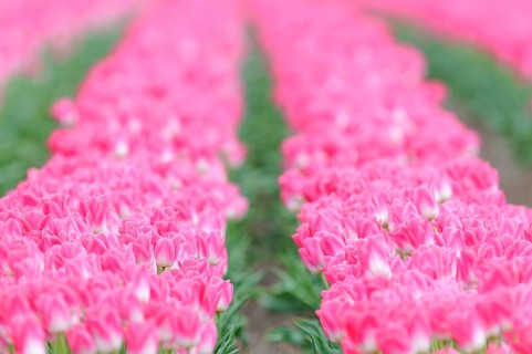 Tulip cultivation