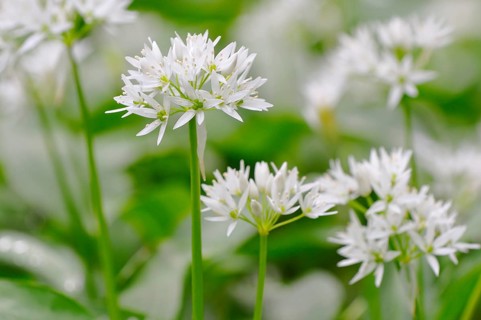 Wild garlic (Allium ursinum) flowers