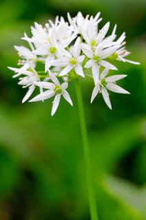 Wild garlic (Allium ursinum) flower