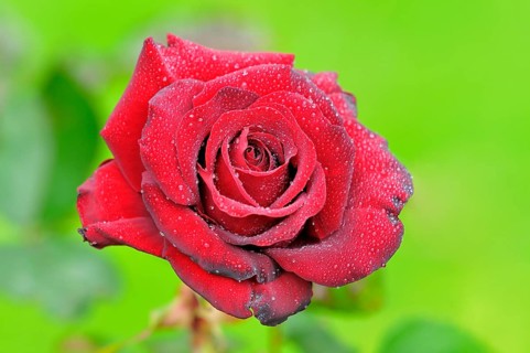 Red rose with raindrops