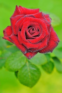 Red rose with raindrops