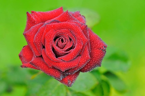 Red rose with raindrops