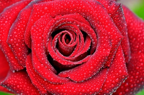 Red rose with raindrops