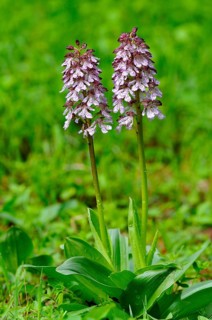 Lady orchid (Orchis purpurea)