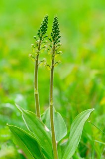 Common Twayblade (Listera ovata)