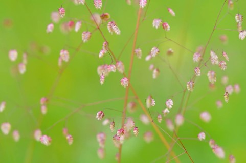 Quaking-grass (Briza media) inflorescence