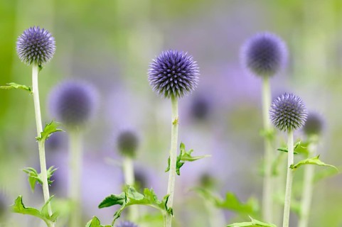 Blue globe thistles (Echinops sp.)