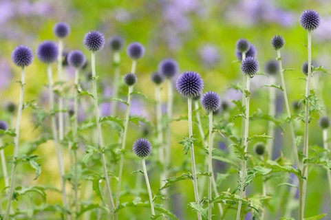 Blue globe thistles (Echinops sp.)