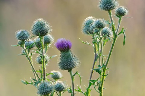 Spear thistles (Cirsium vulgare)