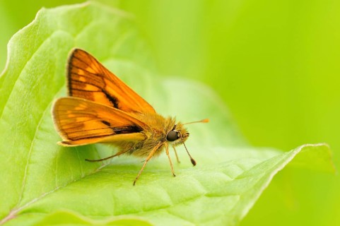 Large skipper (Ochlodes sylvanus) sitting on leaf