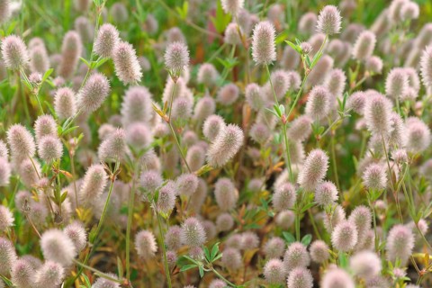 Rabbitfoot clover (Trifolium arvense) by roadside