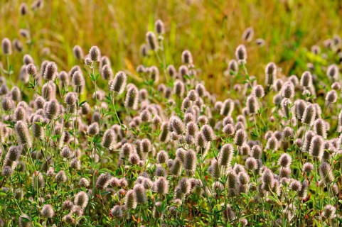 Rabbitfoot clover (Trifolium arvense) by roadside