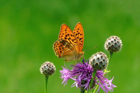 Silver-washed fritillary (Argynnis paphia) sitting on brown knapweed (Centaurea jacea)