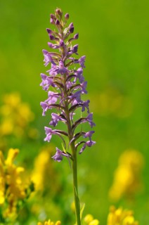Fragrant orchid (Gymnadenia conopsea) inflorescence