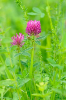 Red clover (Trifolium pratense) inflorescence