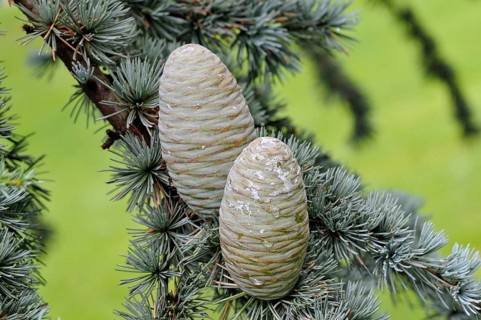 Blue Atlas cedar (Cedrus atlantica cv. glauca)