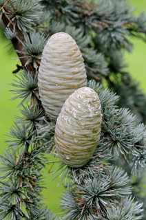 Blue Atlas cedar (Cedrus atlantica cv. glauca)