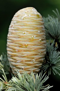 Blue Atlas cedar (Cedrus atlantica cv. glauca)