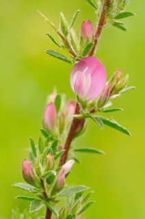 Spiny Restharrow (Ononis spinosa)