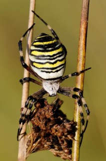 Wasp Spider (Argiope bruennichi)