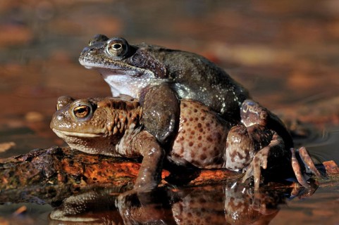 Common Toad (Bufo bufo) in amplexus with a Common Frog (Rana temporaria)