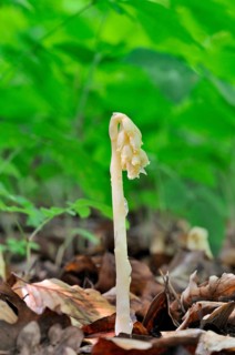 Dutchman's Pipe (Monotropa hypopitys)