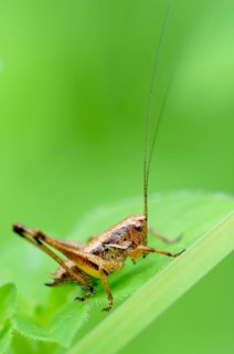 Dark Bush-cricket (Pholidoptera griseoaptera)