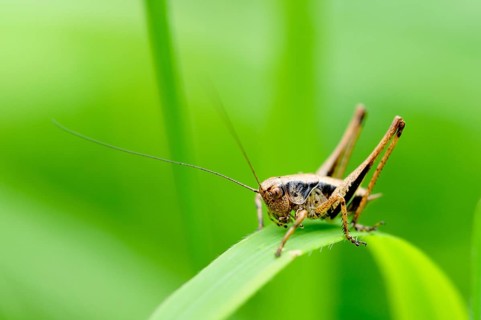 Dark Bush-cricket (Pholidoptera griseoaptera)
