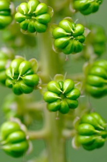 Indian Poke (Phytolacca acinosa)