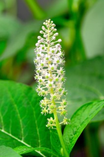 Indian Poke (Phytolacca acinosa)