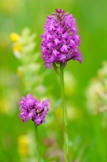 Pyramidal Orchid (Anacamptis pyramidalis)