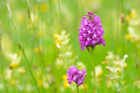 Pyramidal Orchid (Anacamptis pyramidalis)