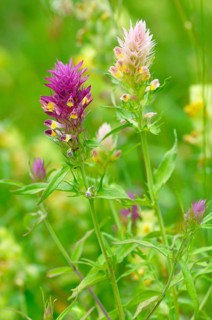 Field Cow-wheat (Melampyrum arvense)