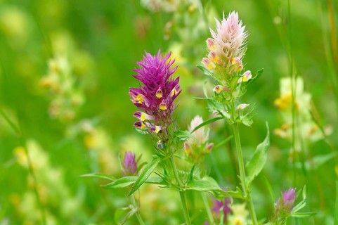 Field Cow-wheat (Melampyrum arvense)