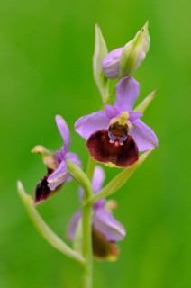 Late Spider-orchid (Ophrys holoserica)