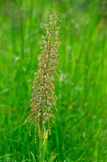 Lizard Orchid (Himantoglossum hircinum) with raindrops