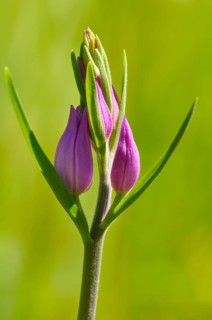Red Helleborine (Cephalanthera rubra)