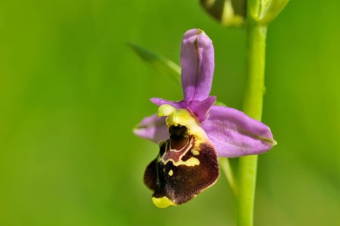 Late Spider-orchid (Ophrys holoserica)