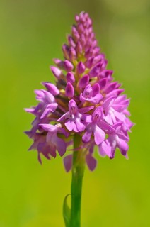 Pyramidal Orchid (Anacamptis pyramidalis)