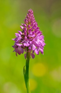 Pyramidal Orchid (Anacamptis pyramidalis)