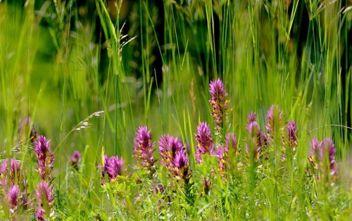 Field Cow-wheat (Melampyrum arvense)