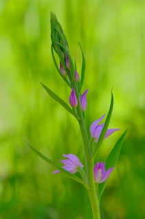 Red Helleborine (Cephalanthera rubra)