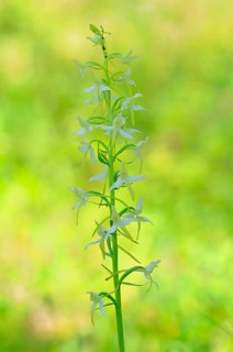 Lesser Butterfly-orchid (Platanthera bifolia)