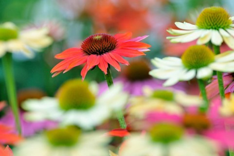 Various coneflowers (Echinacea sp.)