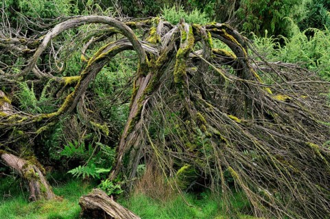 Common Juniper (Juniperus communis) covered with moss