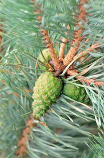 Pine (Pinus sp.)